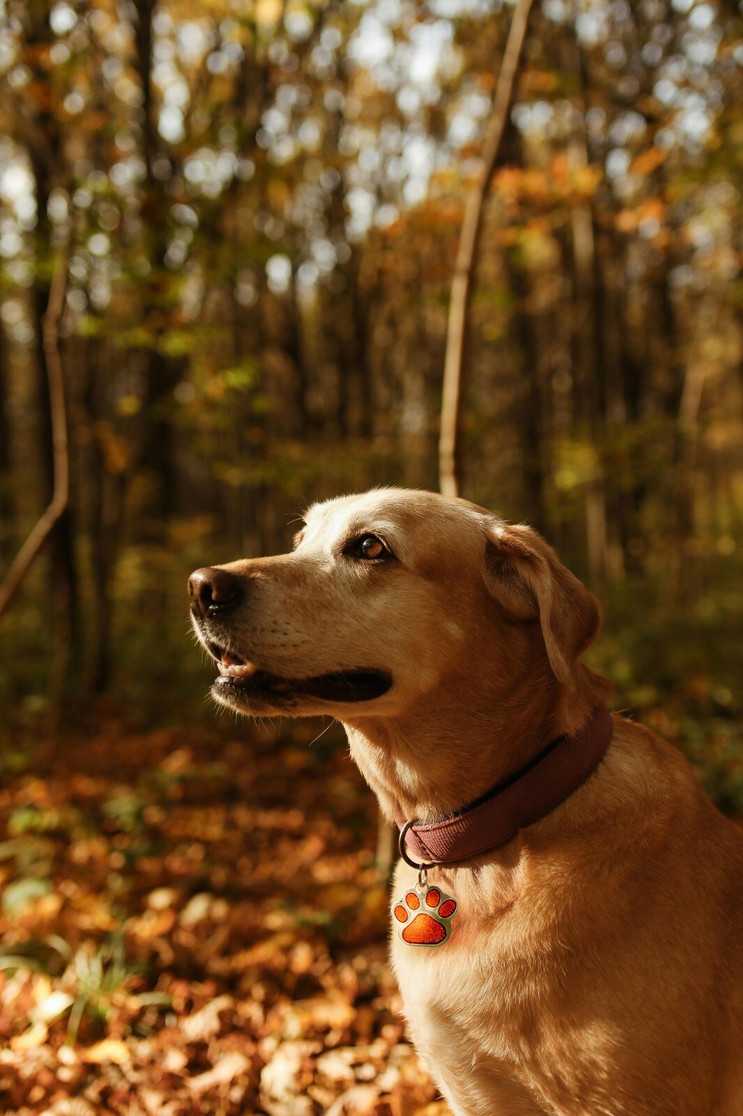 Deep Engraving, Glitter Paw Pet ID Tag, Custom Engraved, Dog Tags Personalized