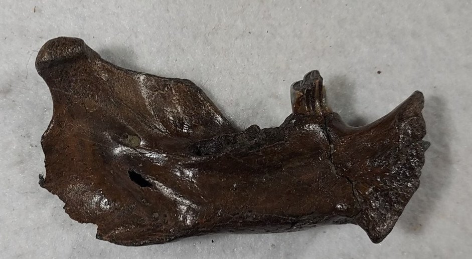 Ice Age Beaver Mandible (Jaw) Bone Fossil