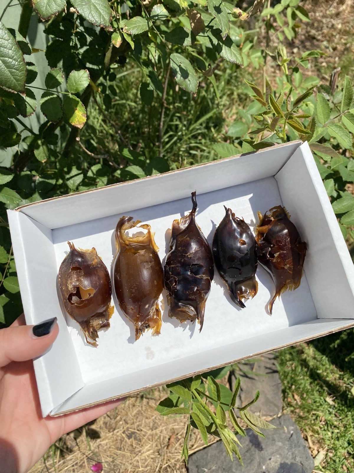 Mermaid Purse Shark Egg Case x5, Skate Shark Egg Case VIC (Lot 3)