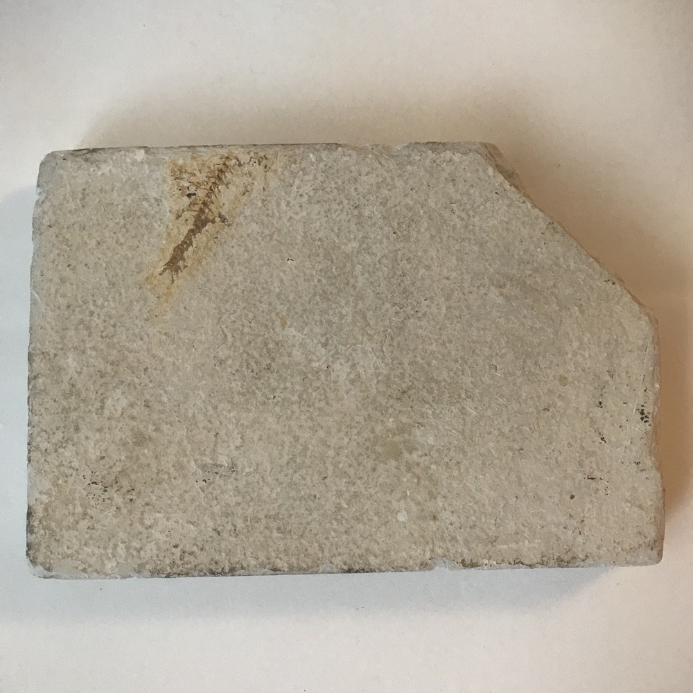 Fish Fossil 6.75" x 4.5"