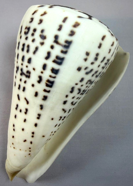 Large Conus Leopardus 129.6mm Cone Shell Indo-Pacific Collector with data