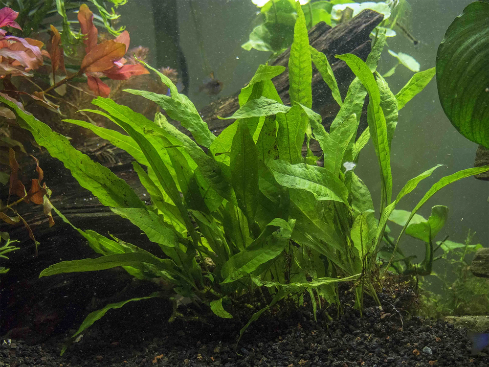 Java Fern Microsorum Pteropus Driftwood Live Aquarium Plants