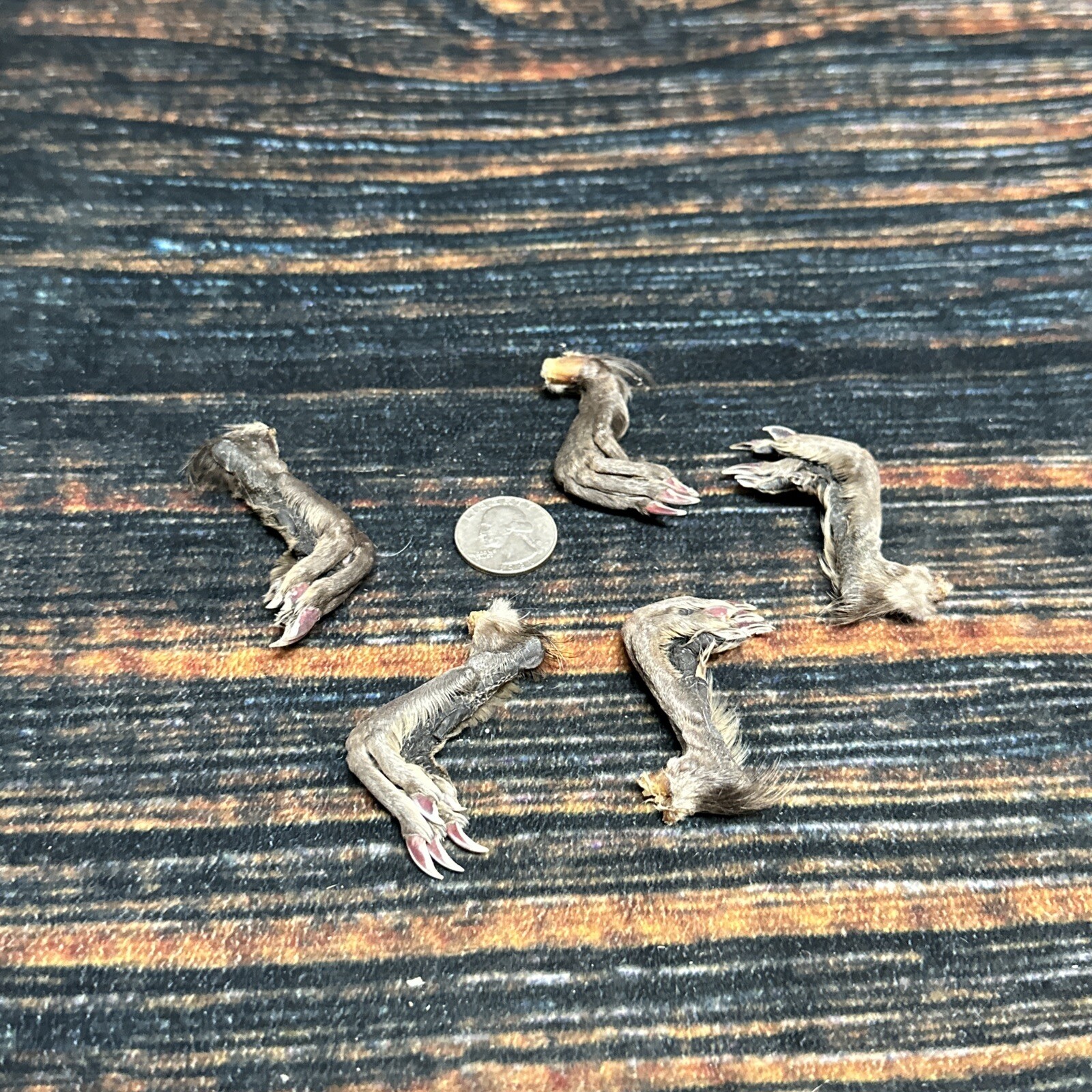 5 Real tanned Muskrat Back Feet Cured Taxidermy Mount Repair Arts Craft Witch