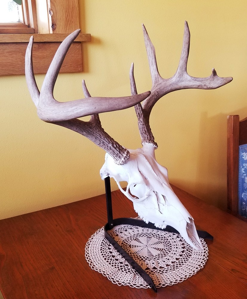 European Skull Mount Tabletop Display. Skull Hook