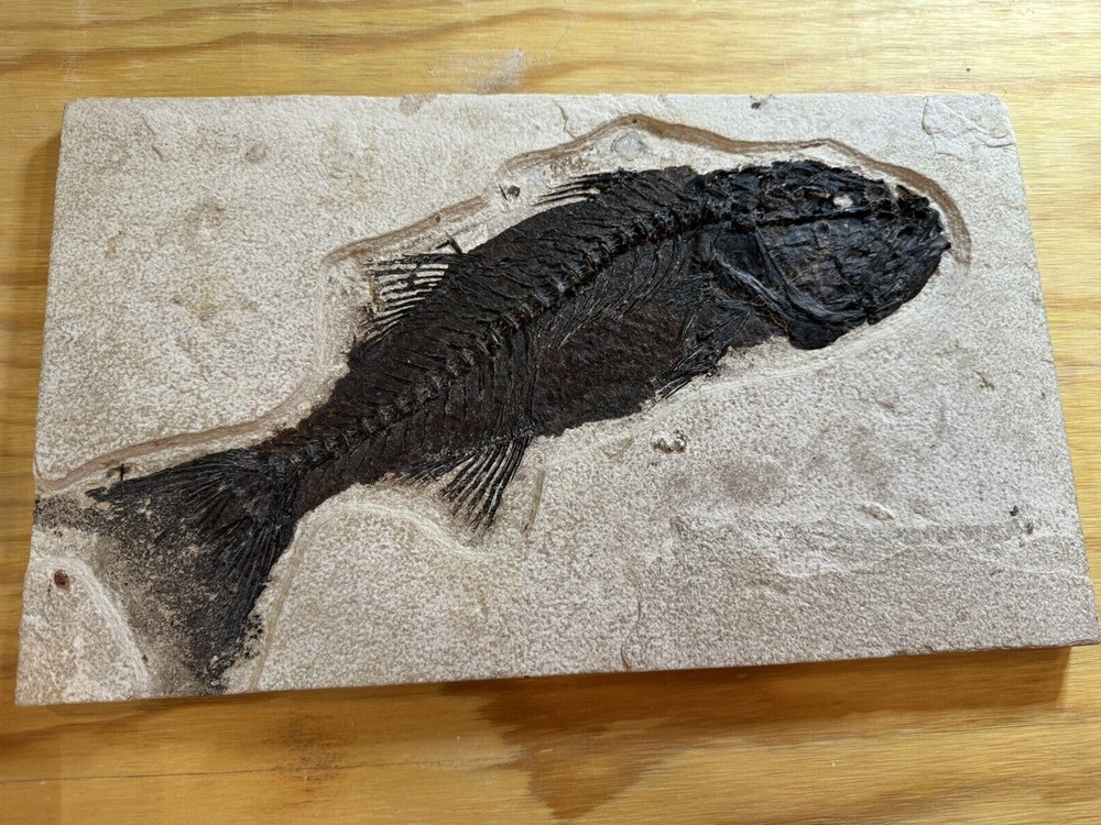 Mioplosus 15 3/4" Kemmerer, WY