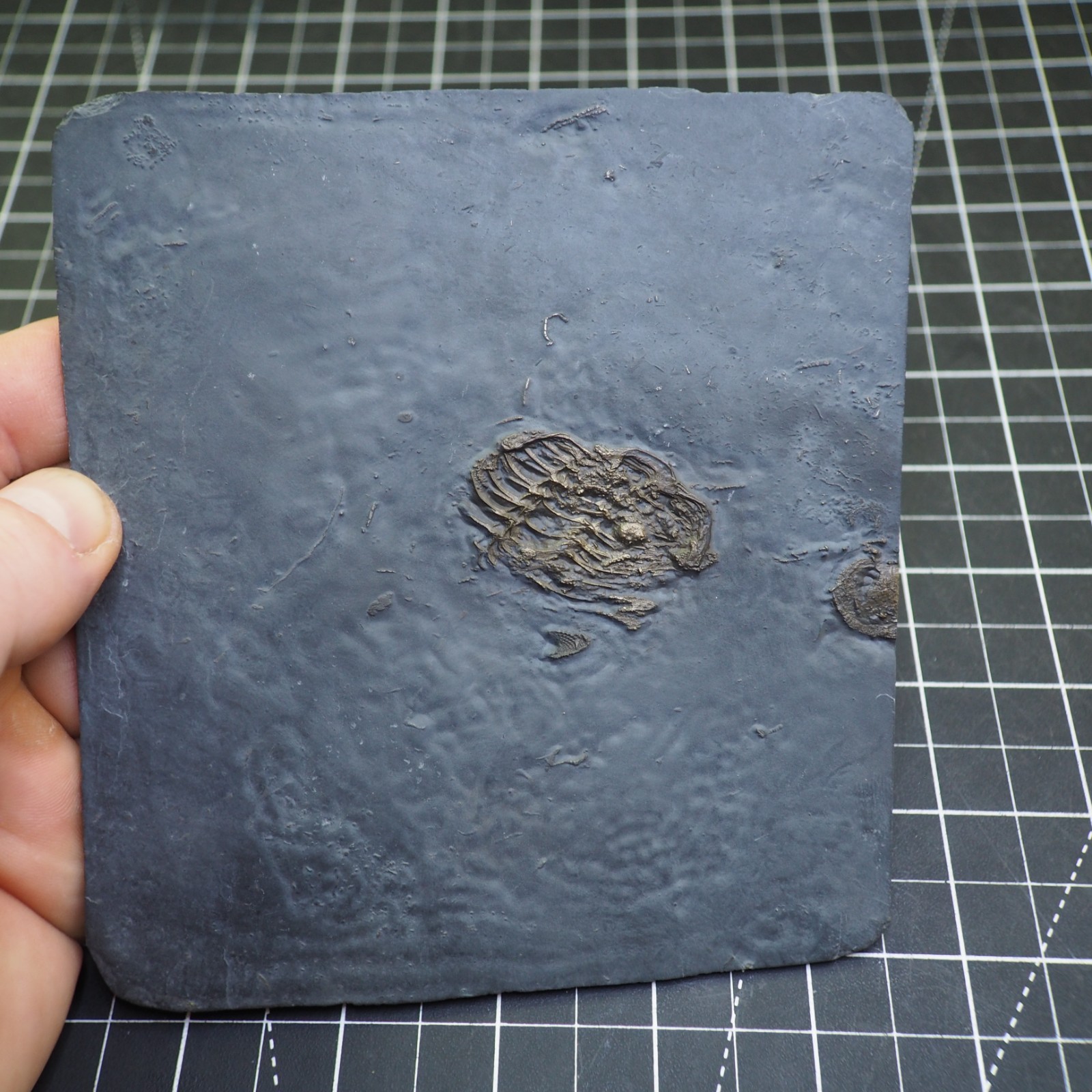 Chotecops ferdinandi Pyrite Trilobite Bundenbach Germany Fossil Devonian