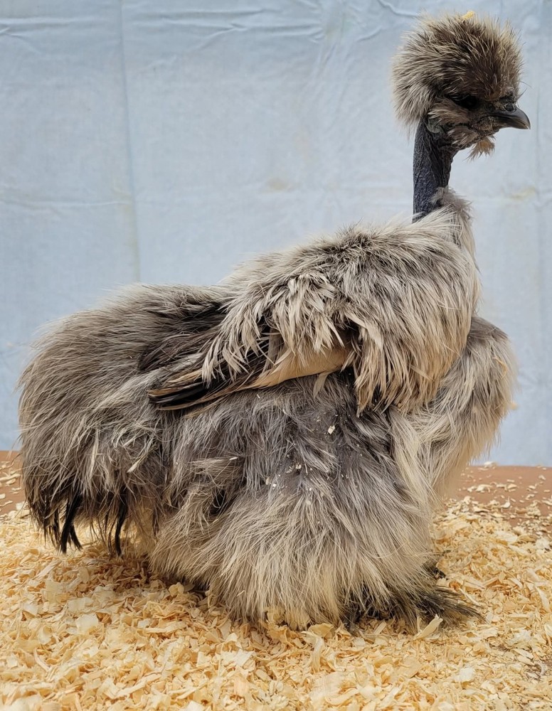 DISCOUNT!! Silkie Hatching Eggs Npip. READ DESCRIPTION!!!