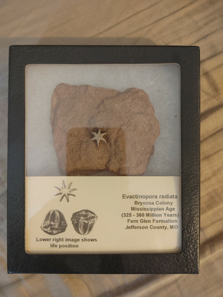 Bryozoa