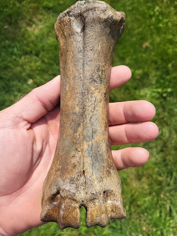 Bison metacarpal Historic bison foot bone