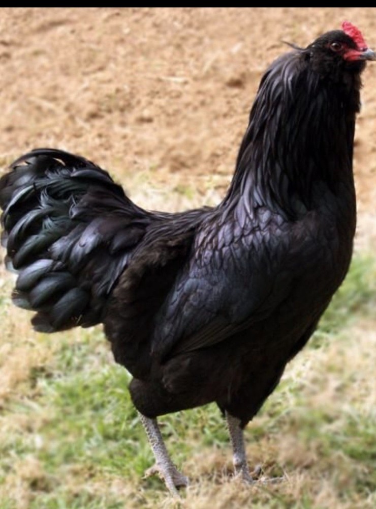 12 Beautiful Multi- Colored Ameraucana Easter Eggers Hatching Eggs NPIP