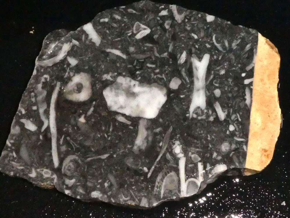 Fossil stone slab-4 3/4" x 3 7/8"- rough- cabbing-display