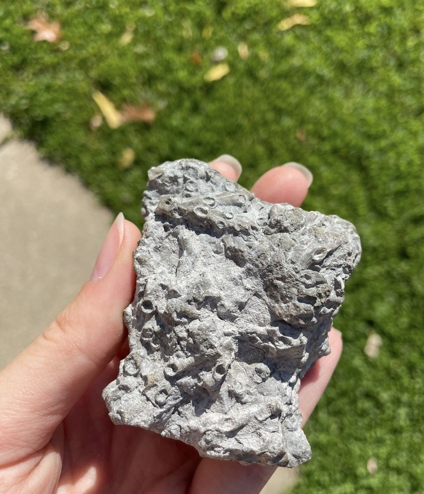 Bryozoan fossils