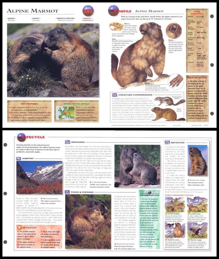 Fold-Out Sheet - Alpine Marmot - 265