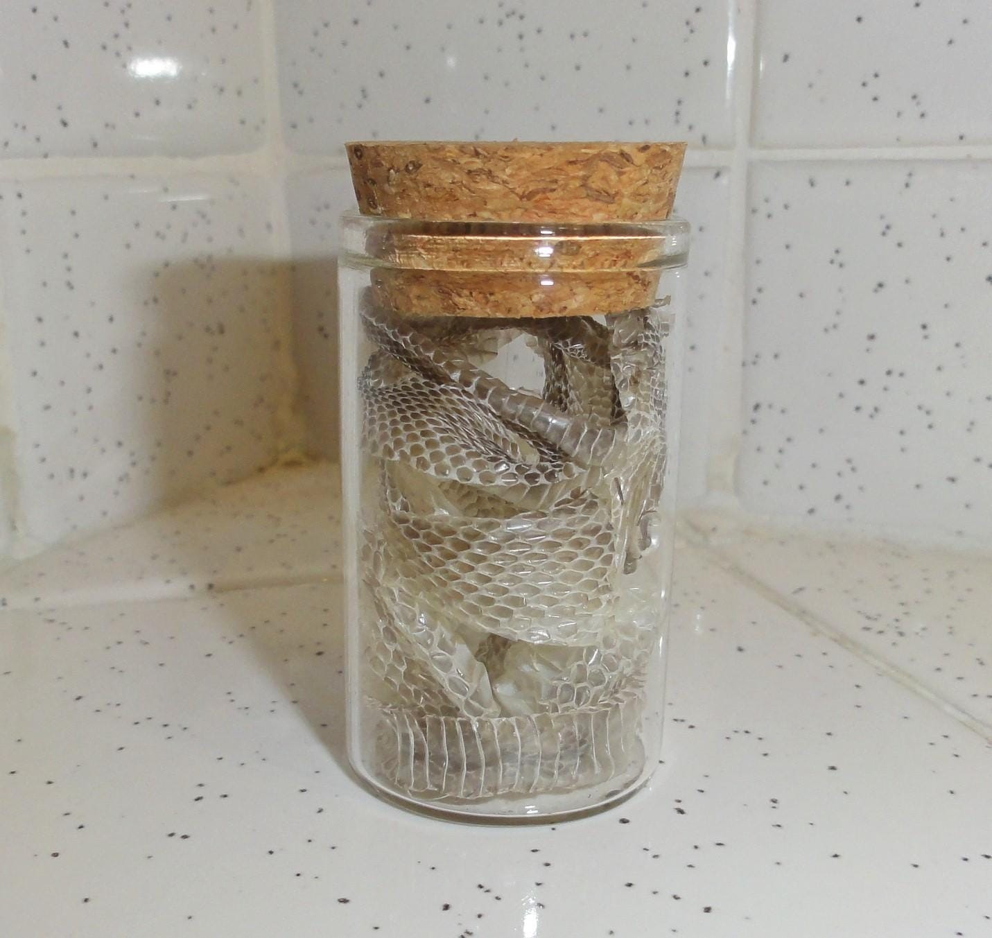 Snake Skin Small Oddity Jar curiosity glass vial reptile goth nature art