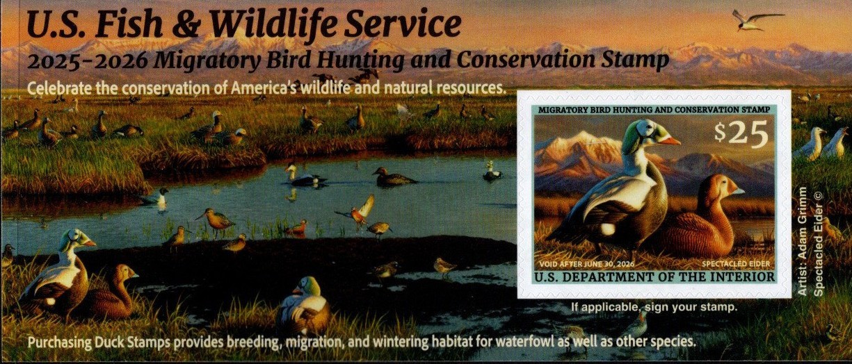#RW92A  2025 -2026 Federal Duck Stamp - Spectacled Elder - MNH