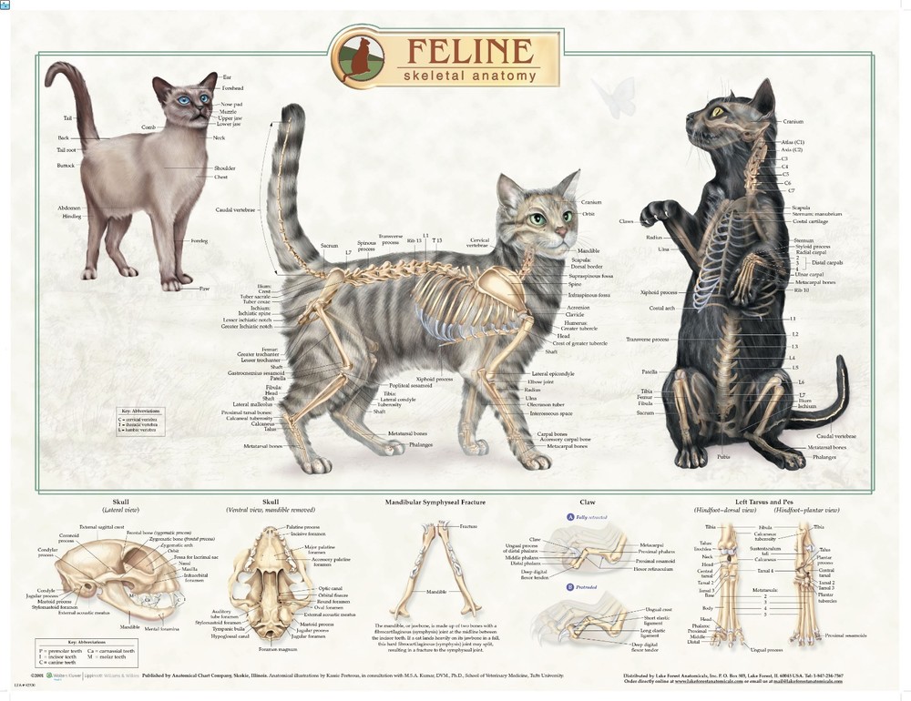 Feline Skeletal Anatomy Wall Chart #92530 Cat