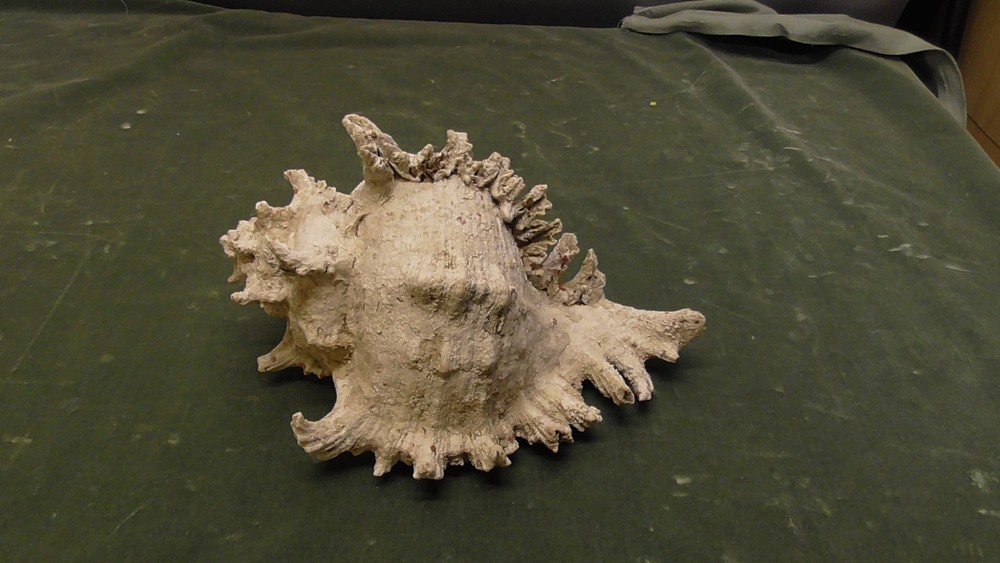 White  Natural Conch Seashell Real Shell Aquarium Large