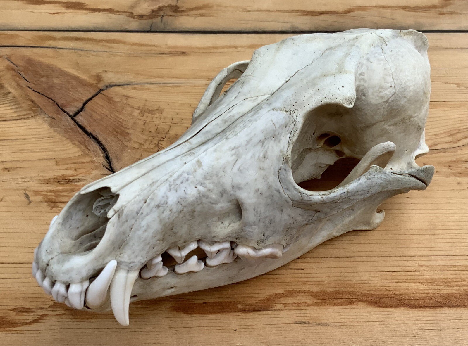 Coyote Skull Nature Cleaned Real Authentic Montana Coyote Skull