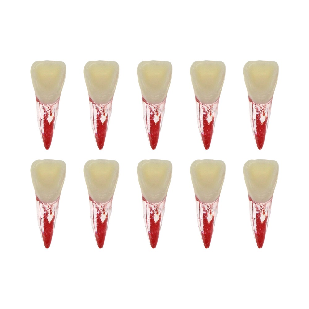 7 Sizes Dental Endodontic Root Canal RCT Practice Endo Teeth Model Pulp Study