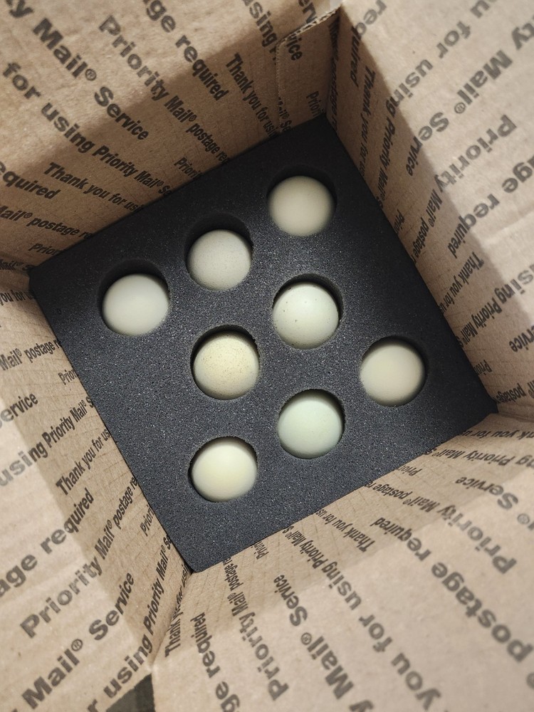 6+2 Extra Homozygous Silverudd Blue Hatching Eggs