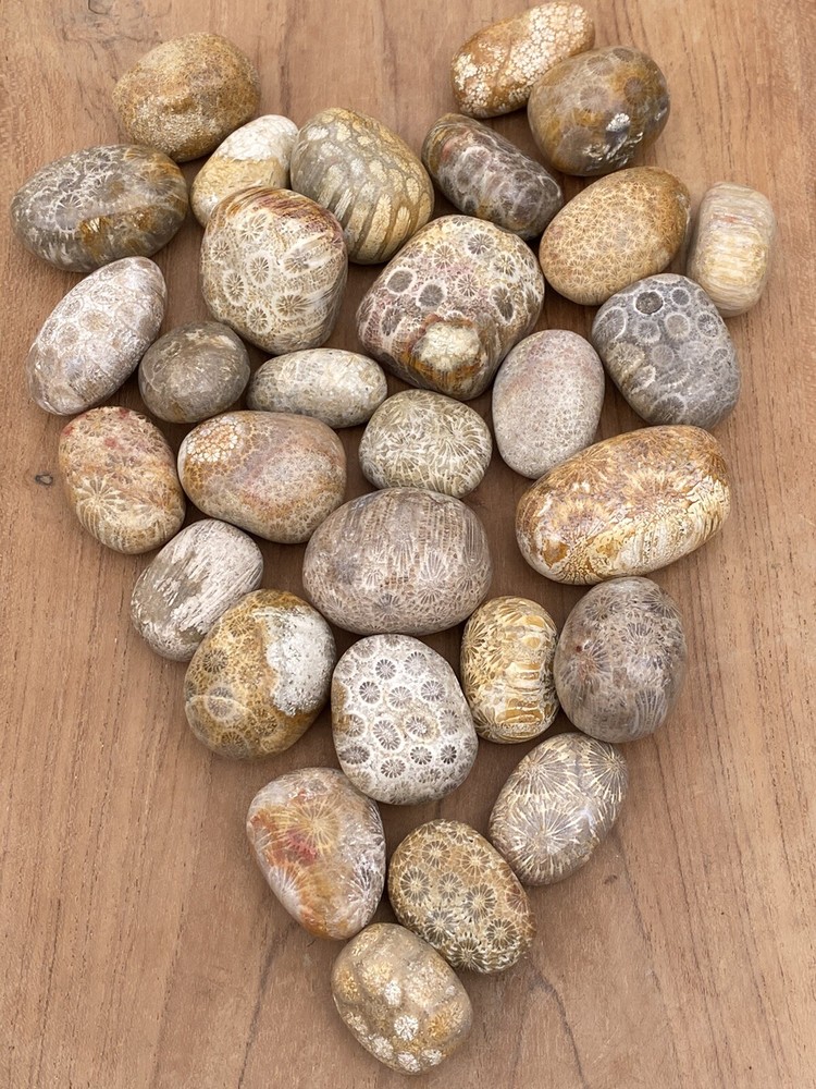 Fossilised Coral Tumblestone AAA+