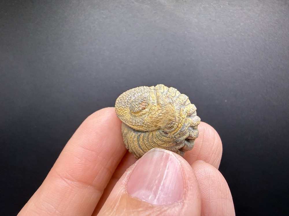 Enrolled Moroccops Trilobite