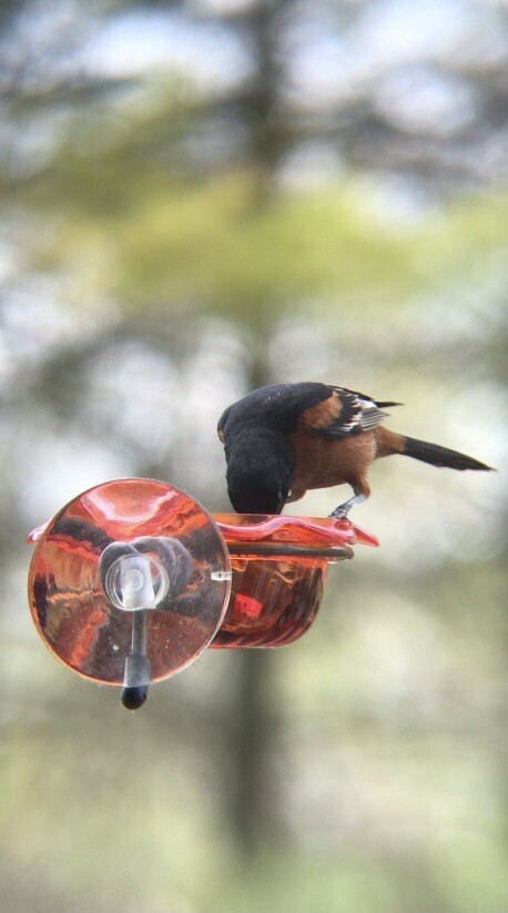Window Oriole Freeder