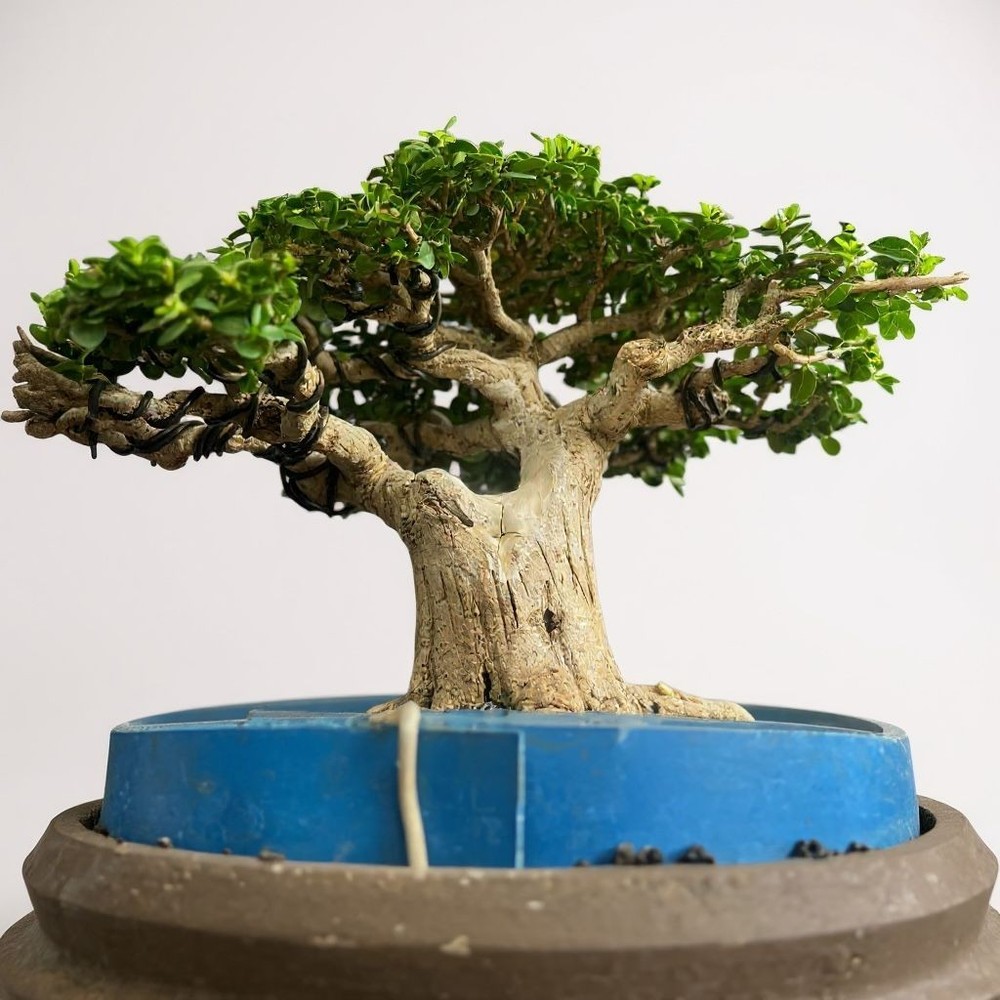 Bonsai Premna Microphylla | Bonsai Tree | Bonsai Small Tree