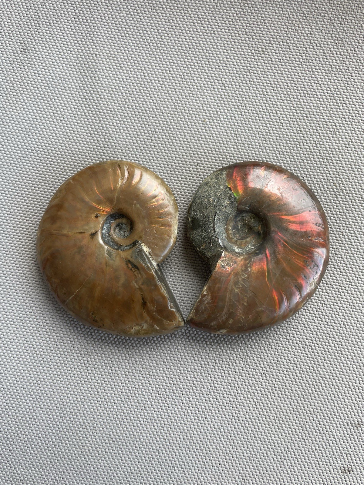 Pair Of Opalized Ammonite Fossils From Madagascar Colorful Fossil Specimens