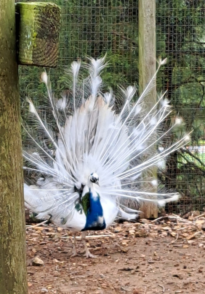 4 Peacock Hatching Eggs