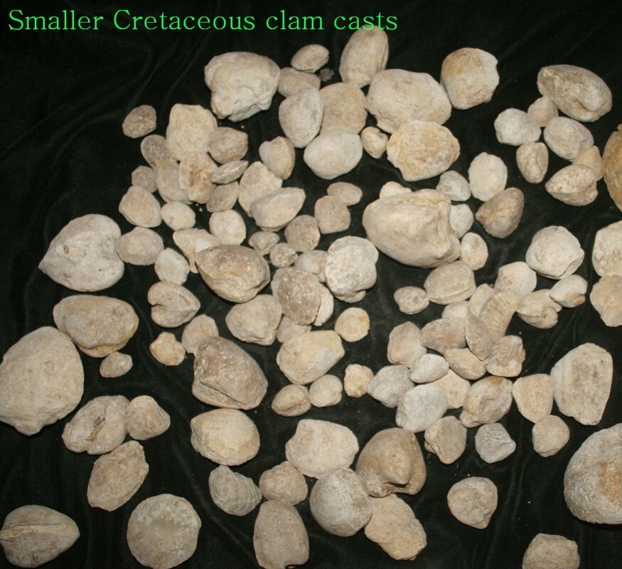 24 small Cretaceous clams casts from Texas