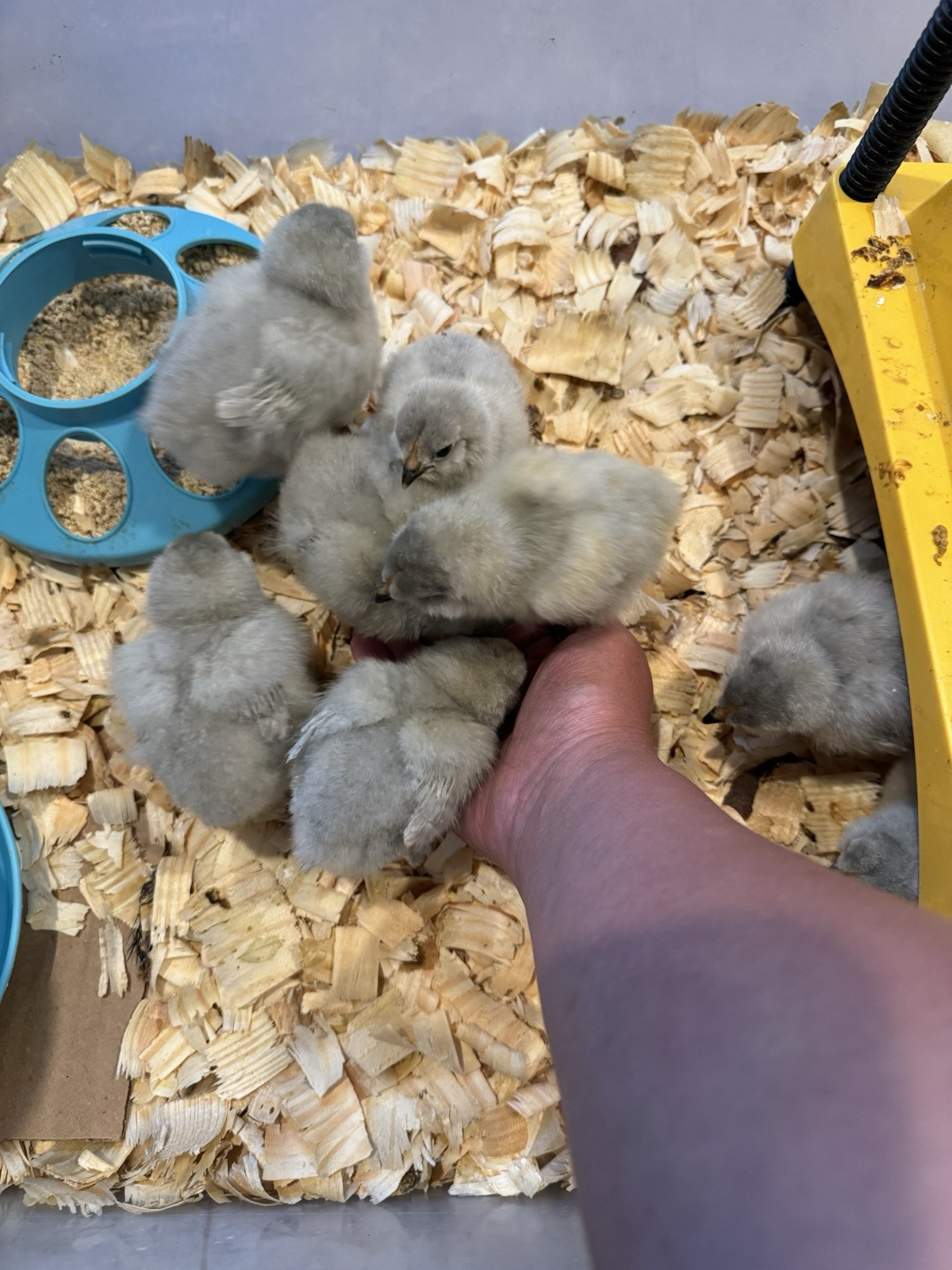 6+ Organically Raised Self Blue Lavender Ameraucana Fertile Hatching Eggs