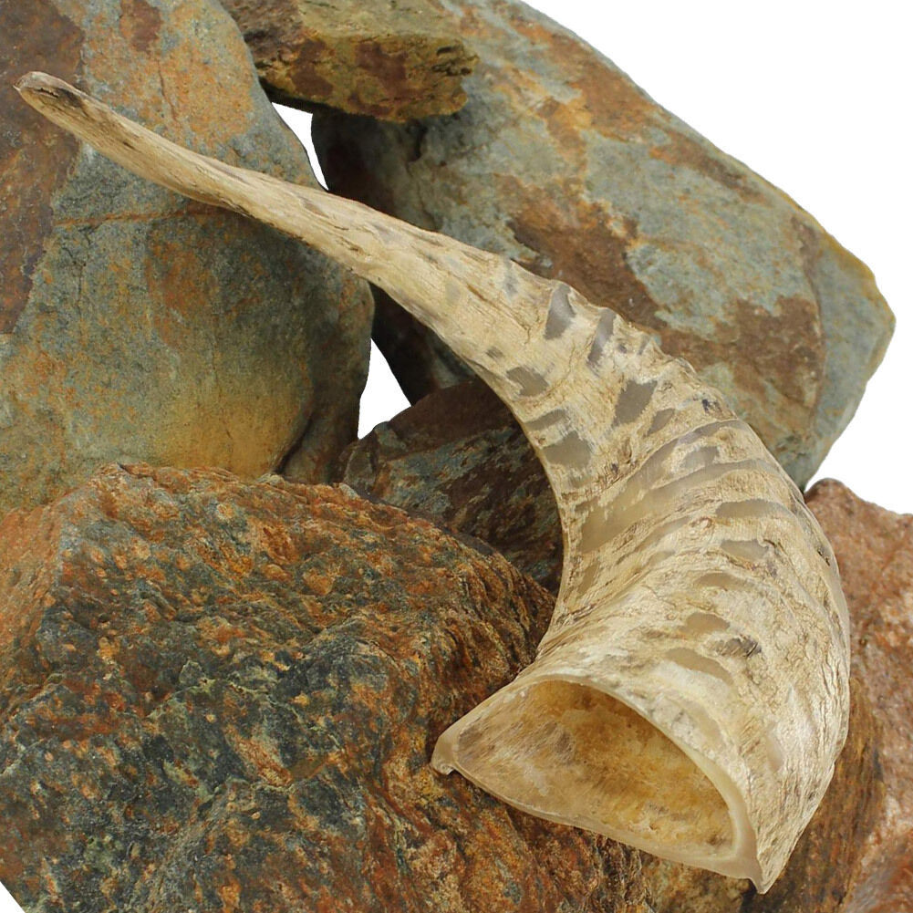 Natural Ram Horn Paperweight, Decorative Home Décor, 10-12 Inches - Novelty Gift