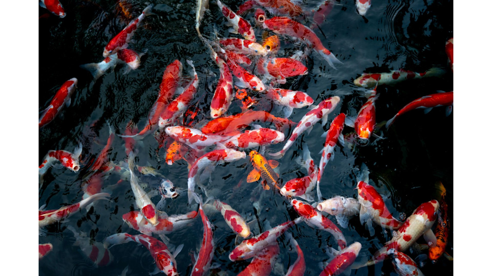 Biohome Ultimate Filter Media Aquarium Pond (FREE bacteria balls)