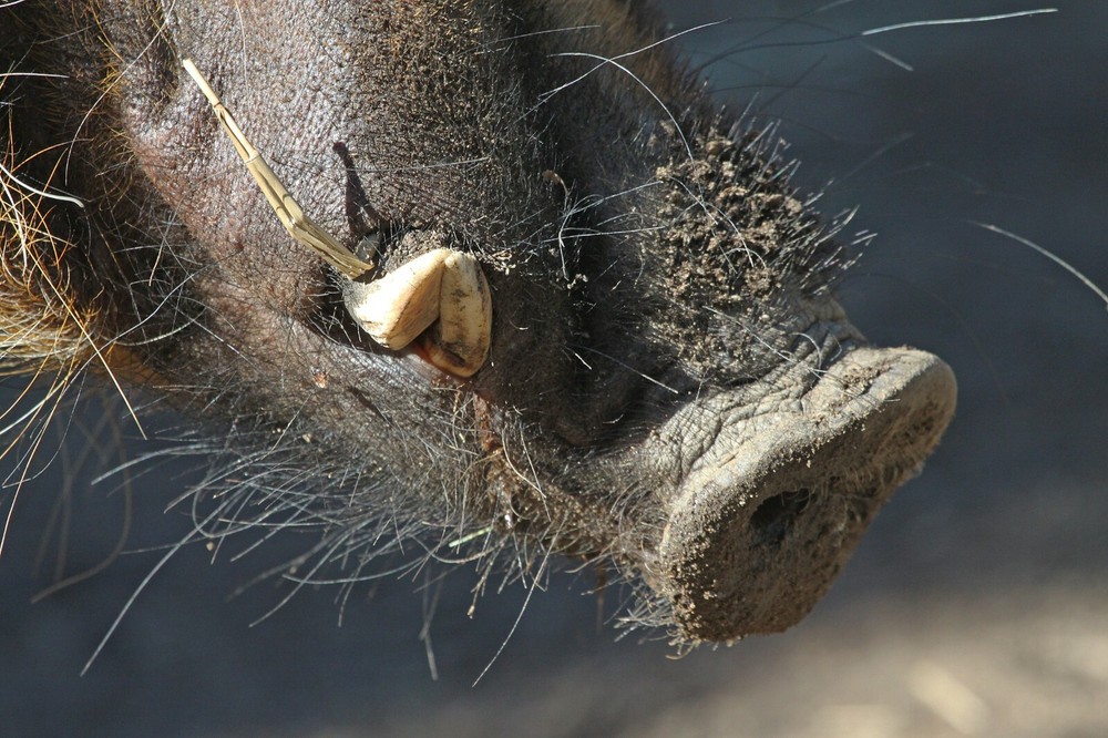 Red River Hog Taxidermy Reference Photo Cd