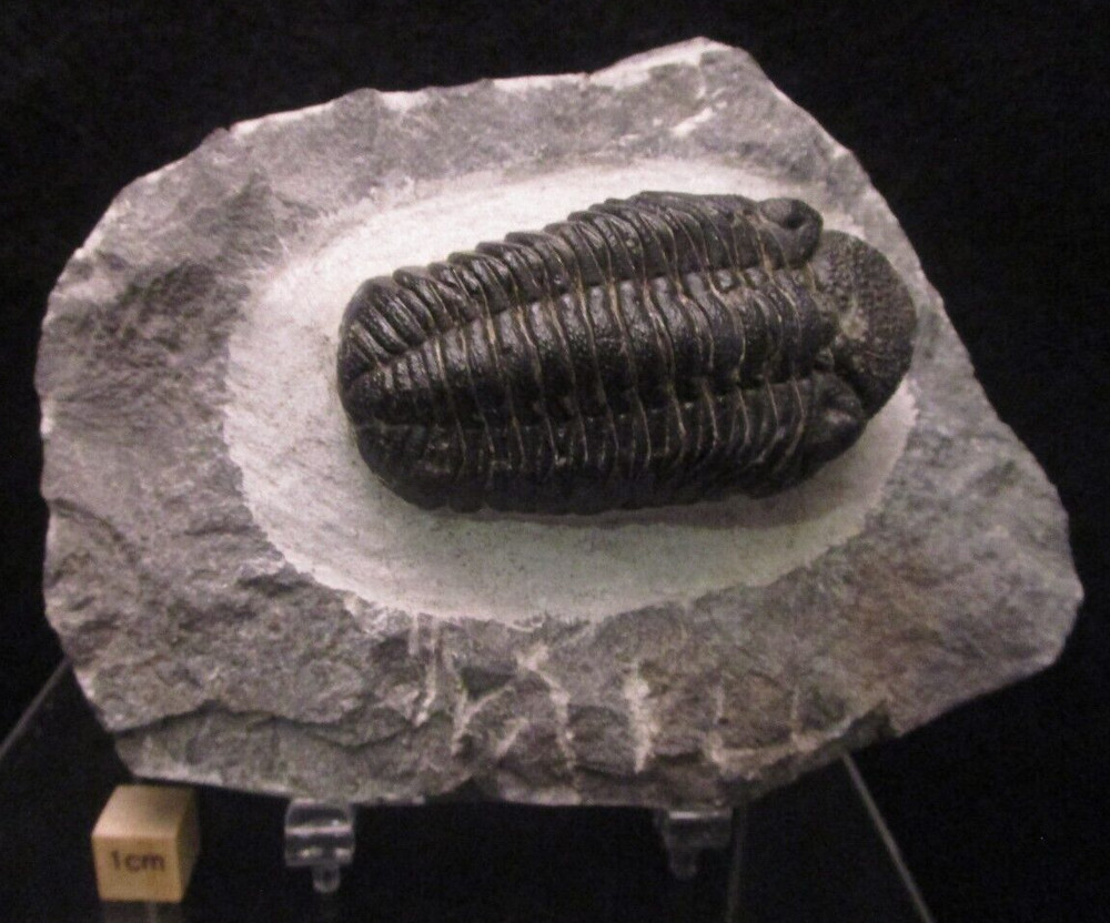 Large Excellent Example Devonian Phacops sp. Fossil Trilobite Morocco