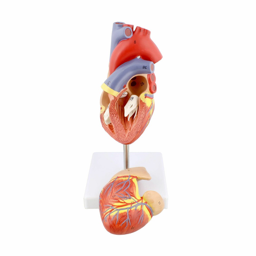 Human Heart Anatomical Anatomy Teaching Model + Stand Science Teaching Resources