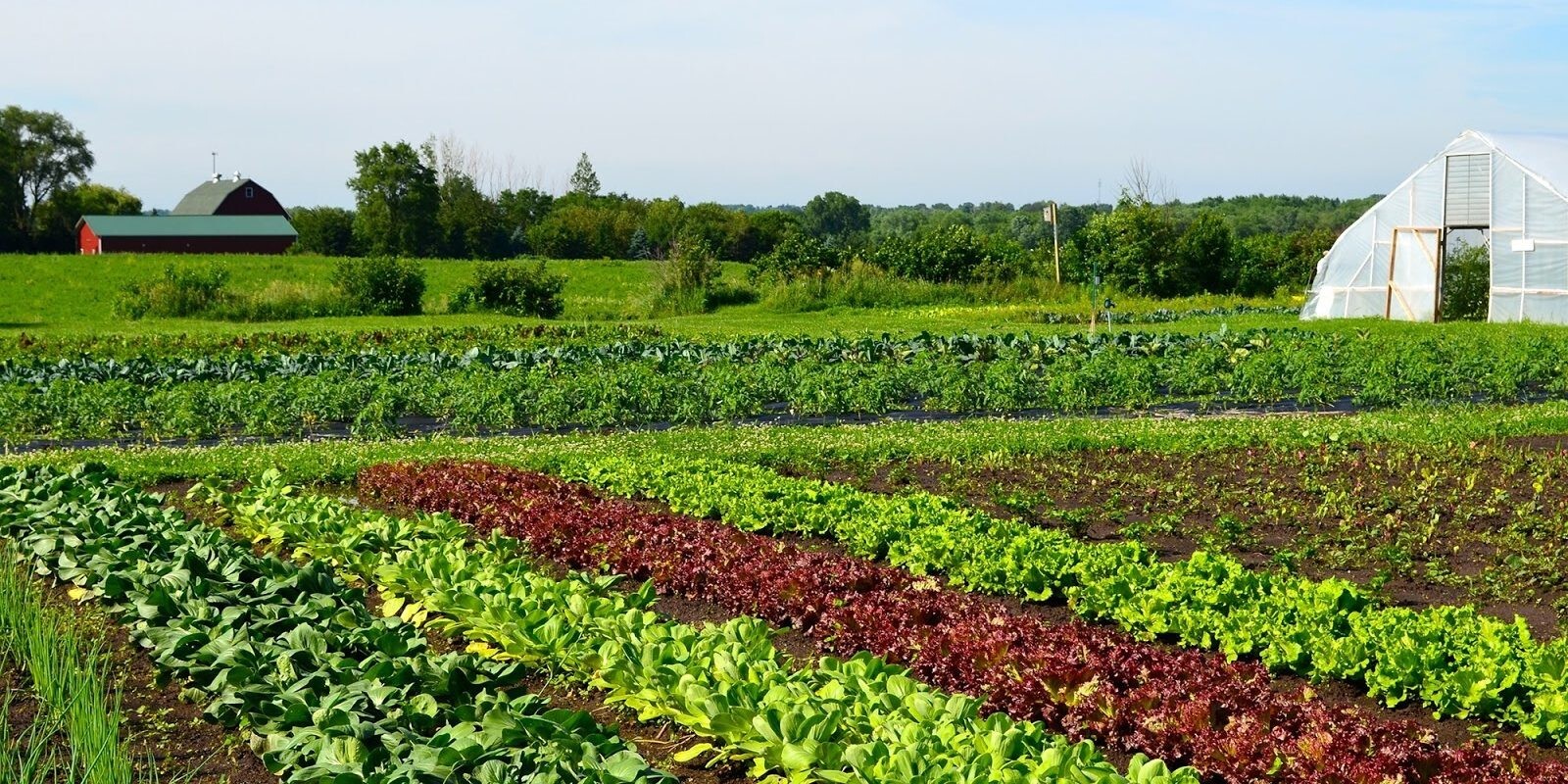 YARA MILA All purpose TRIPLE 15-15-15 Fertilizer lawn garden farm and food plot