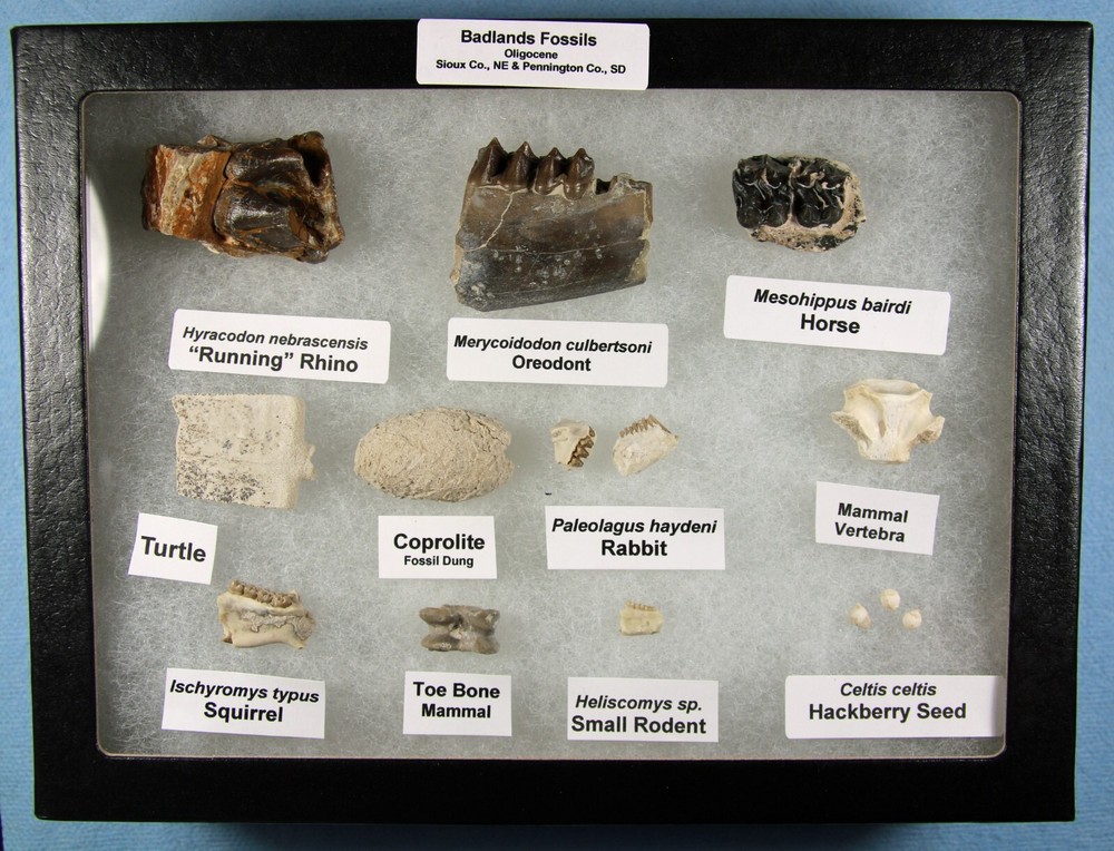 Badlands Fossil Collection – Oligocene, 11 Different