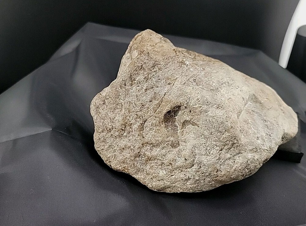 fossilized clam shell