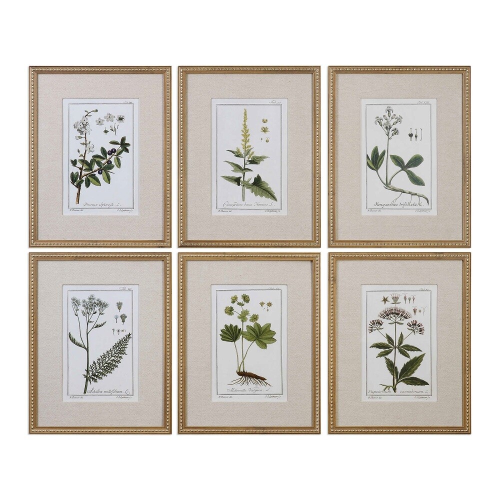 Botanical Study Leaf Berry Flower Wall Art Gold Frame Set Of 6 ~ Uttermost 33651