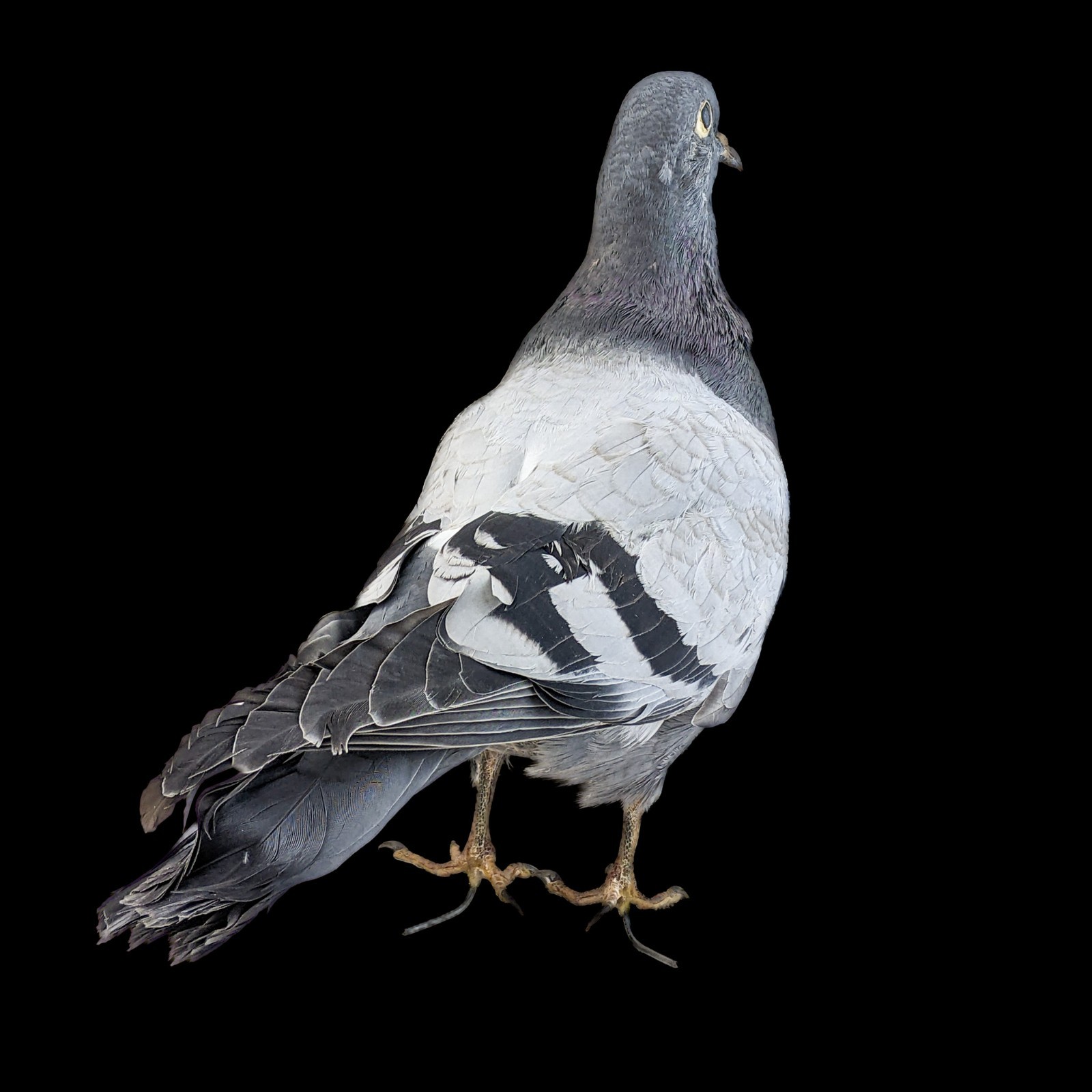 Rock Pigeon bird c livia dove collectible Taxidermy Oddity Curiosity decor gift