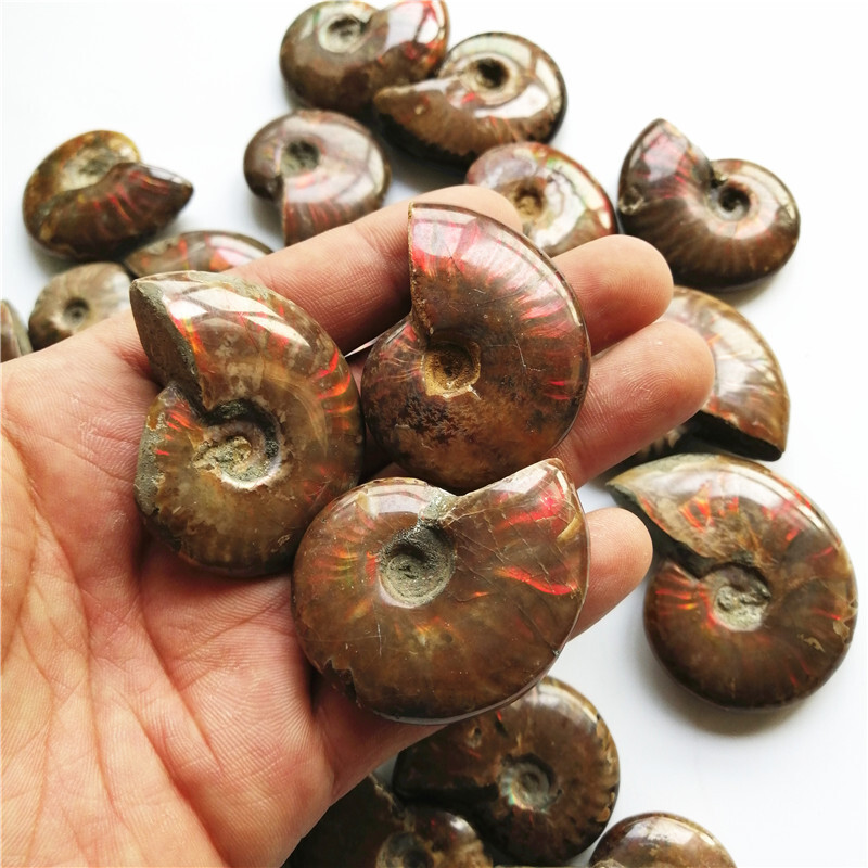 5X Natural Crystal Iridescent Ammonite Ammolite Facet Specimen Snail Fossil