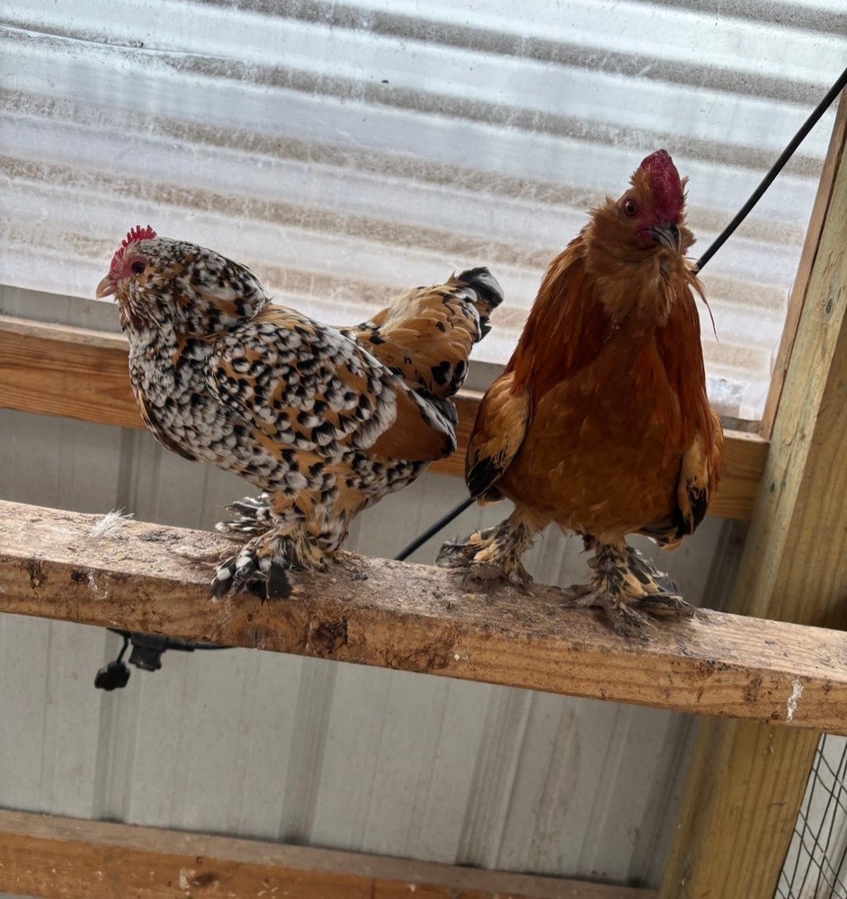 6 Belgian Millie Fleur D’uccles Hatching Eggs