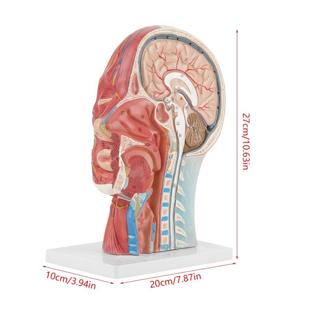 Anatomical Life Size Head Brain Neck Section Study Model New