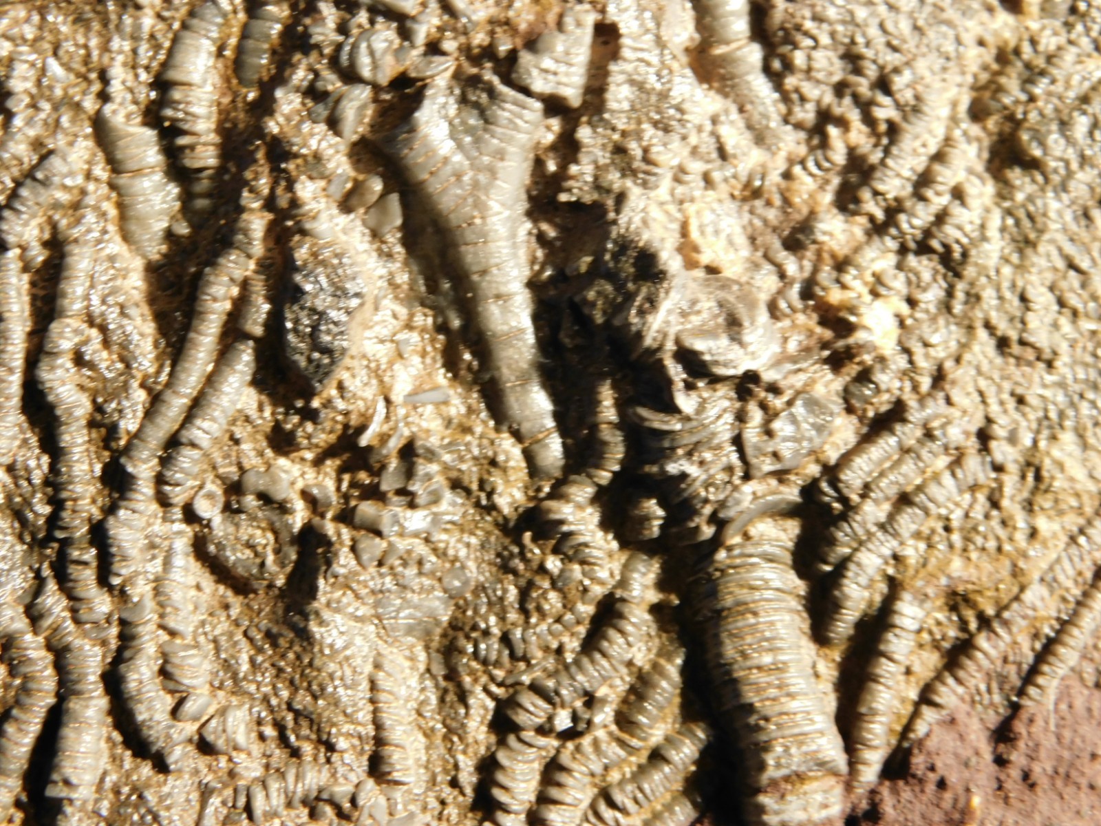 Larger! 430 Million Year Old! CRINOID Fossil or Sea LILY Fossil Morocco 601gr