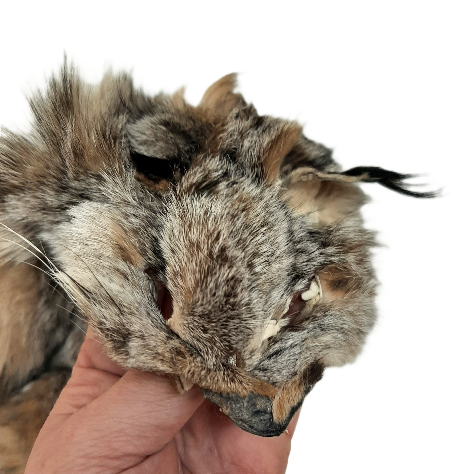 Lynx Pelt, VERY PLUSH & INCREDIBLY SOFT