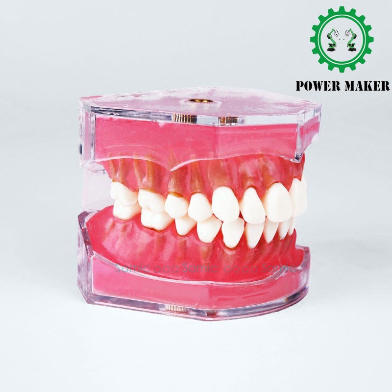 Dental Standard Model with Removable Oral Teaching Model