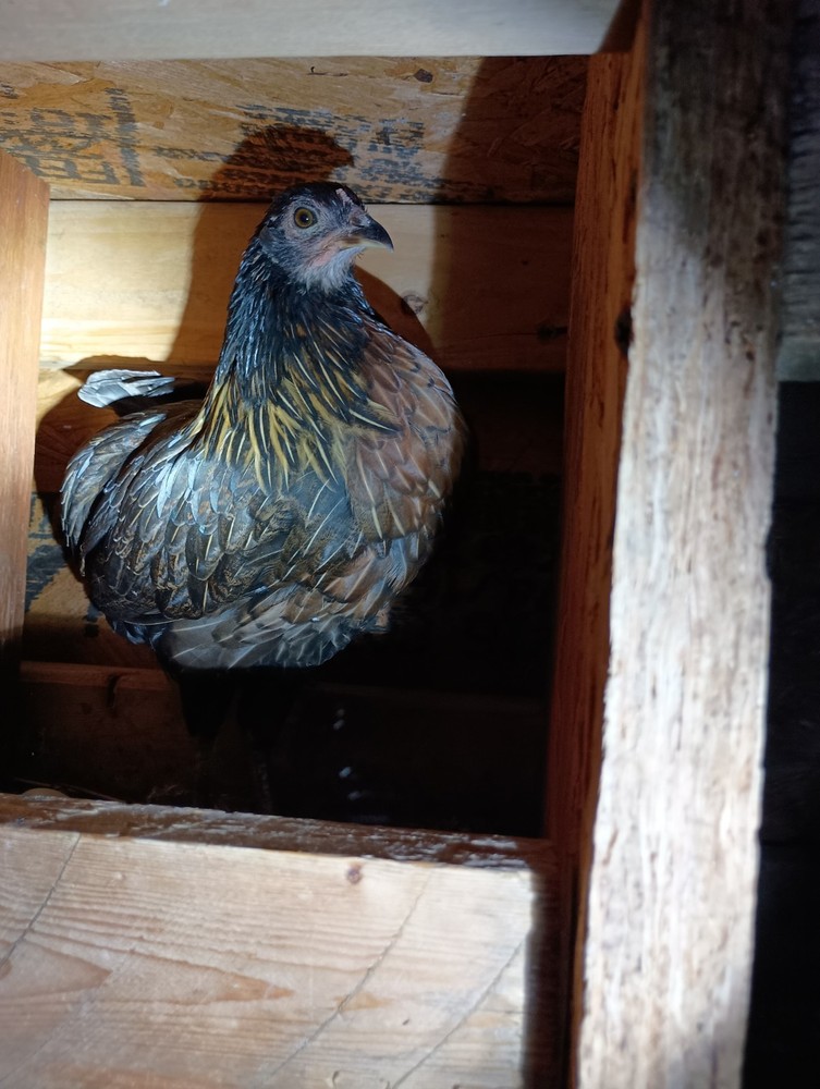 6+ Fertile Hatching Eggs