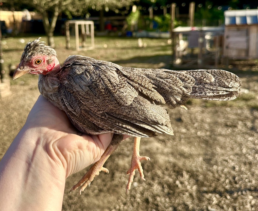 kikiriki hatching eggs 6++ PLEASE READ THE DESCRIPTION